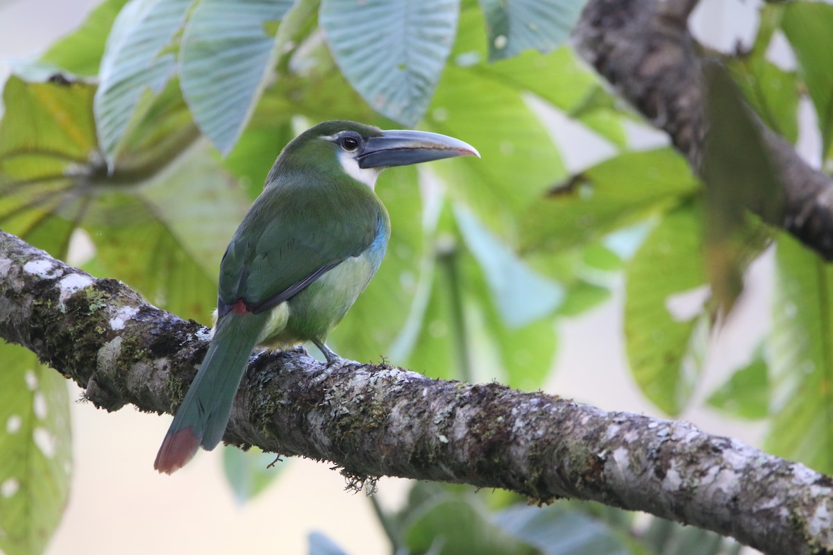 Blue-banded Toucanet - ML642825406