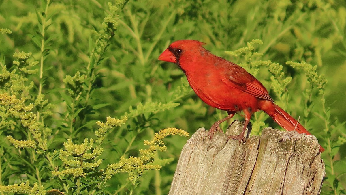 Cardinal rouge - ML642825410