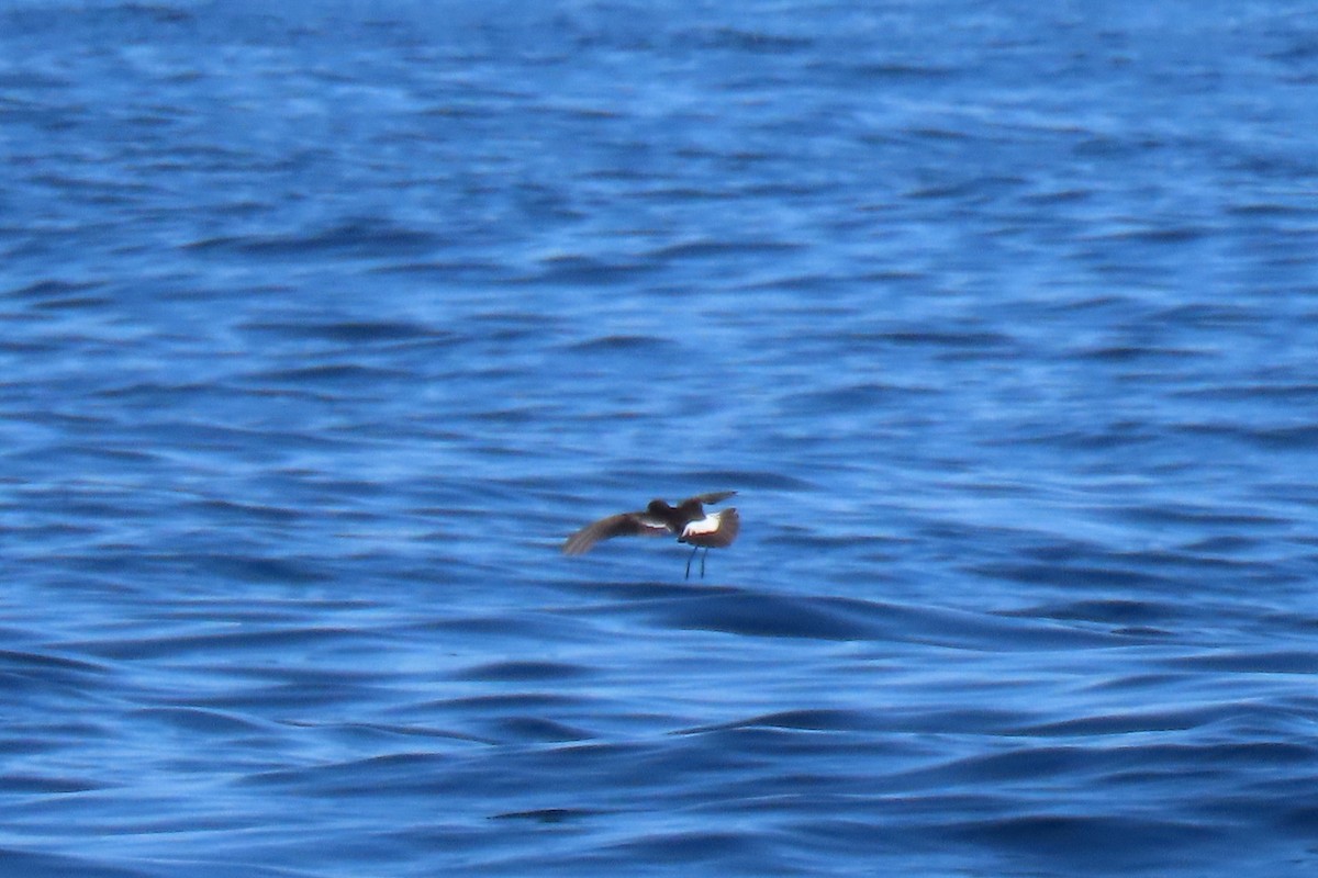 European Storm-Petrel - ML642825419