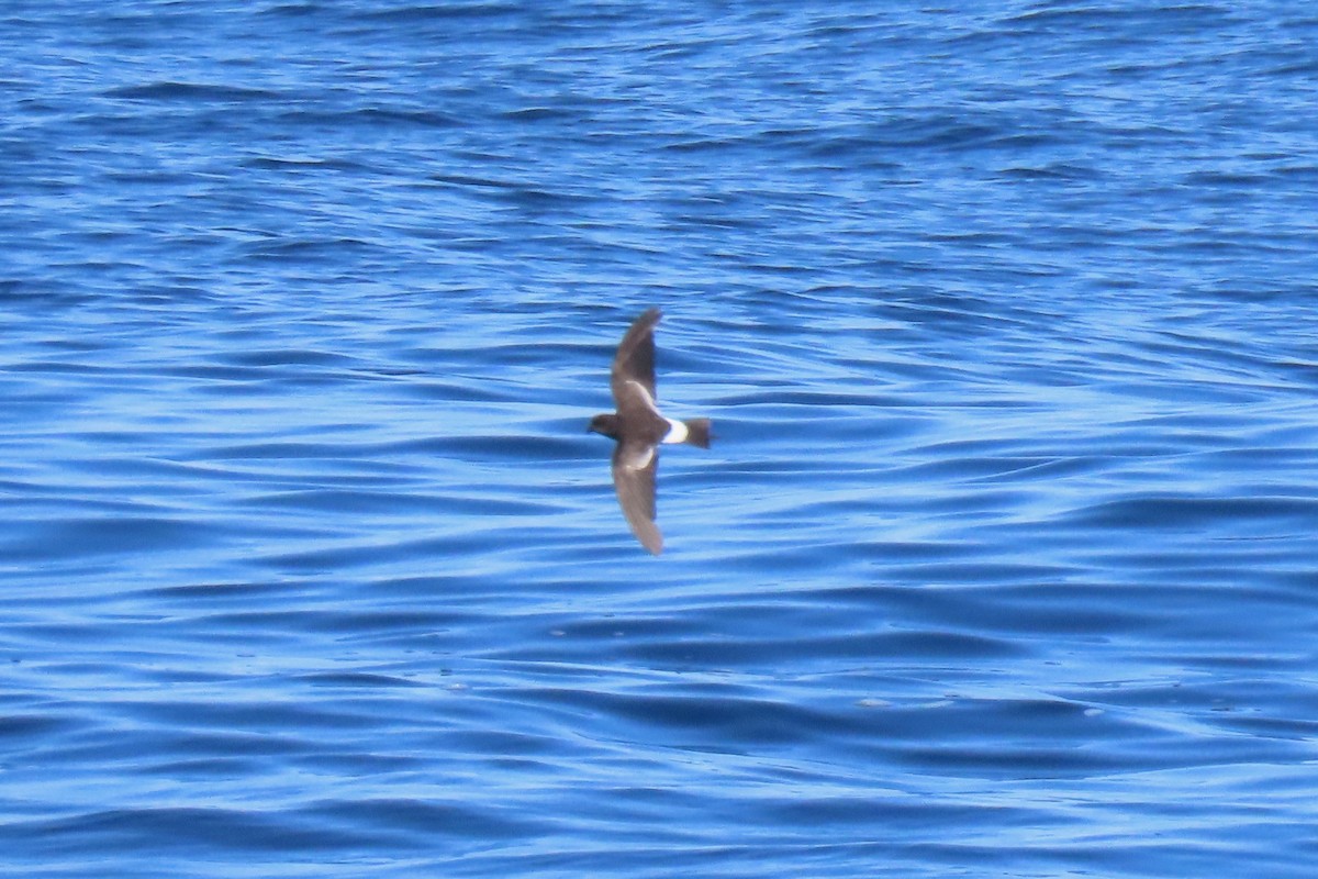 European Storm-Petrel - ML642825420