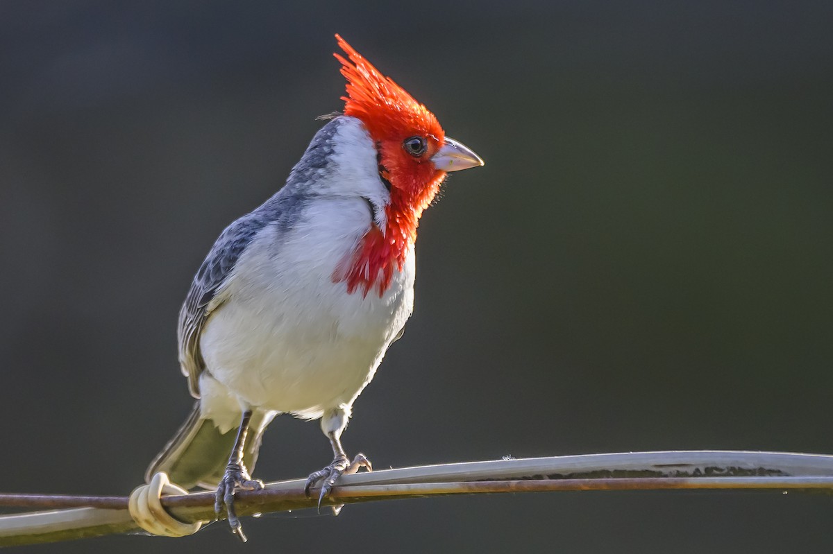 Red-crested Cardinal - ML642825442