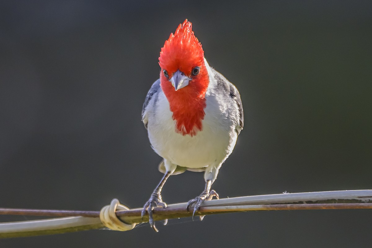 Red-crested Cardinal - ML642825443