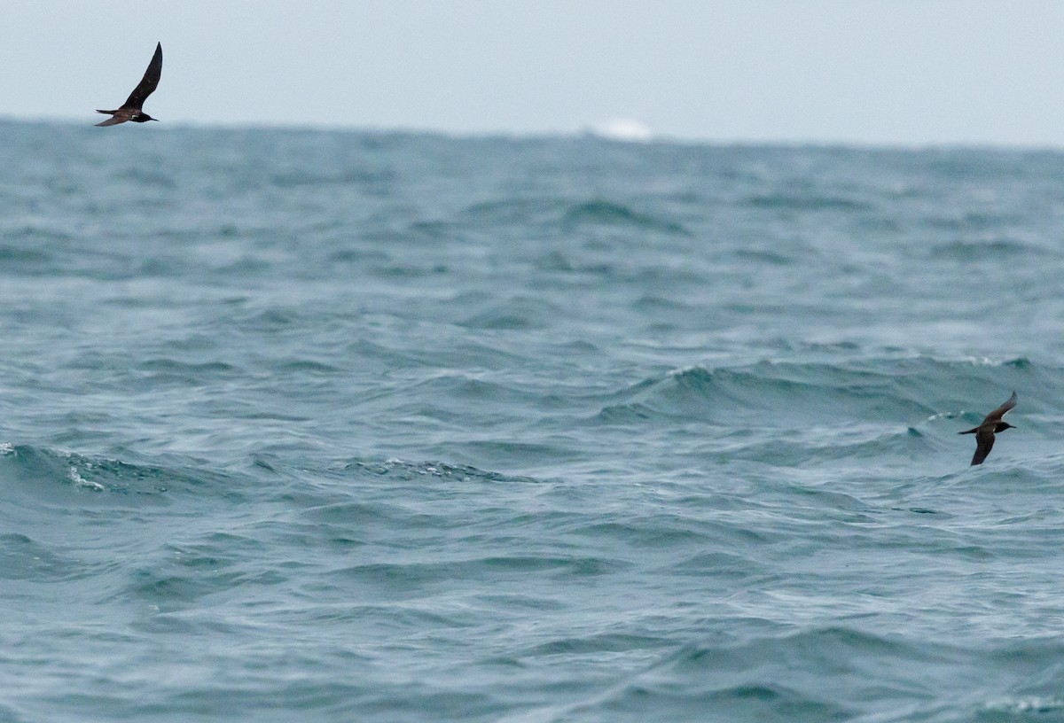 Sooty Tern - ML642825444
