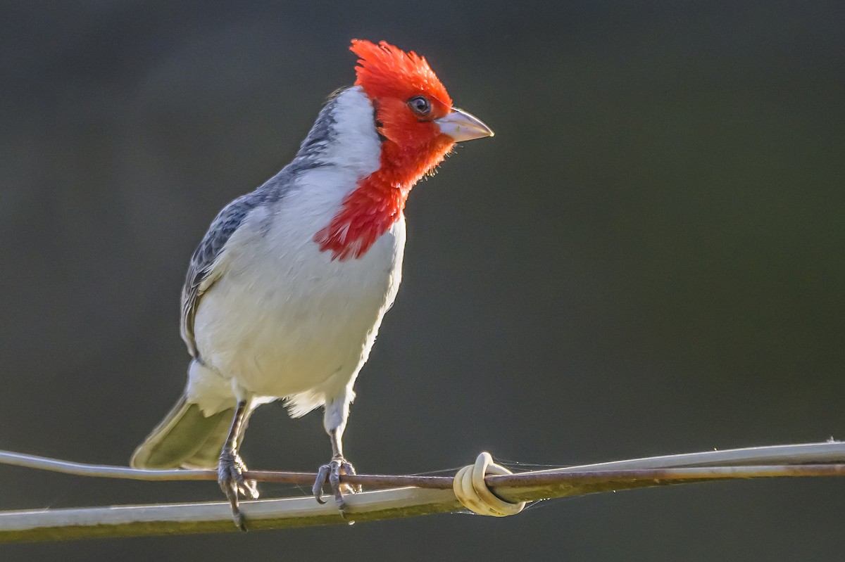 Red-crested Cardinal - ML642825445