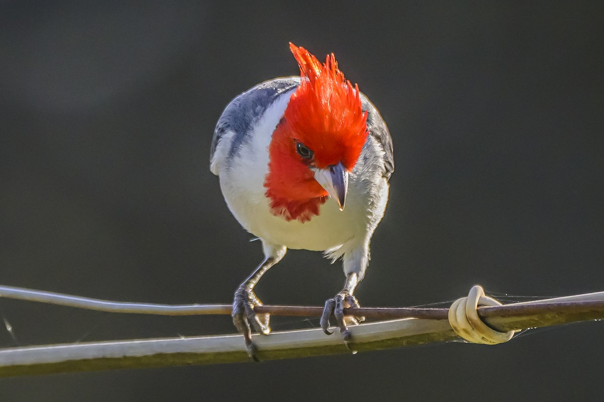 Red-crested Cardinal - ML642825446