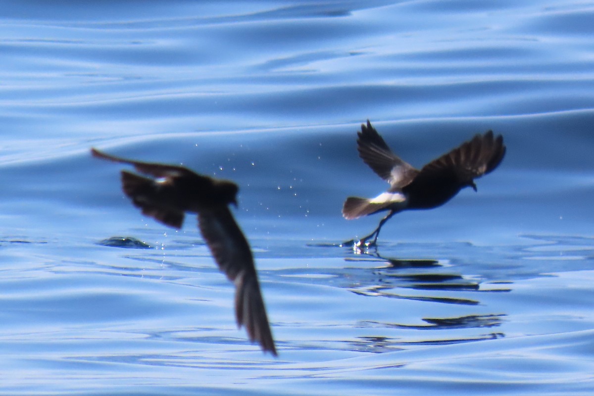 European Storm-Petrel - ML642825447