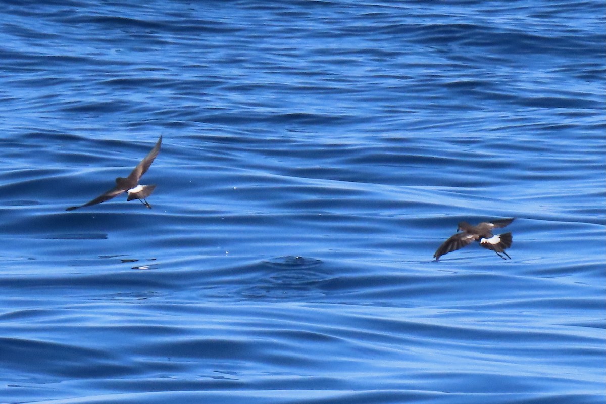 European Storm-Petrel - ML642825452