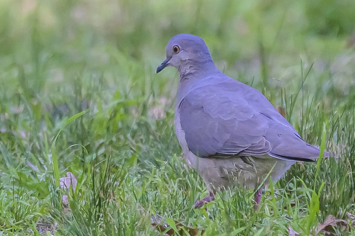 White-tipped Dove - ML642825461