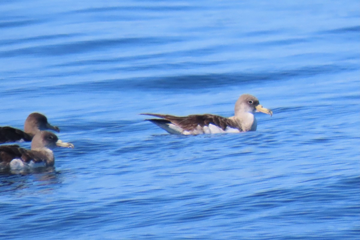 Cory's Shearwater - ML642825462