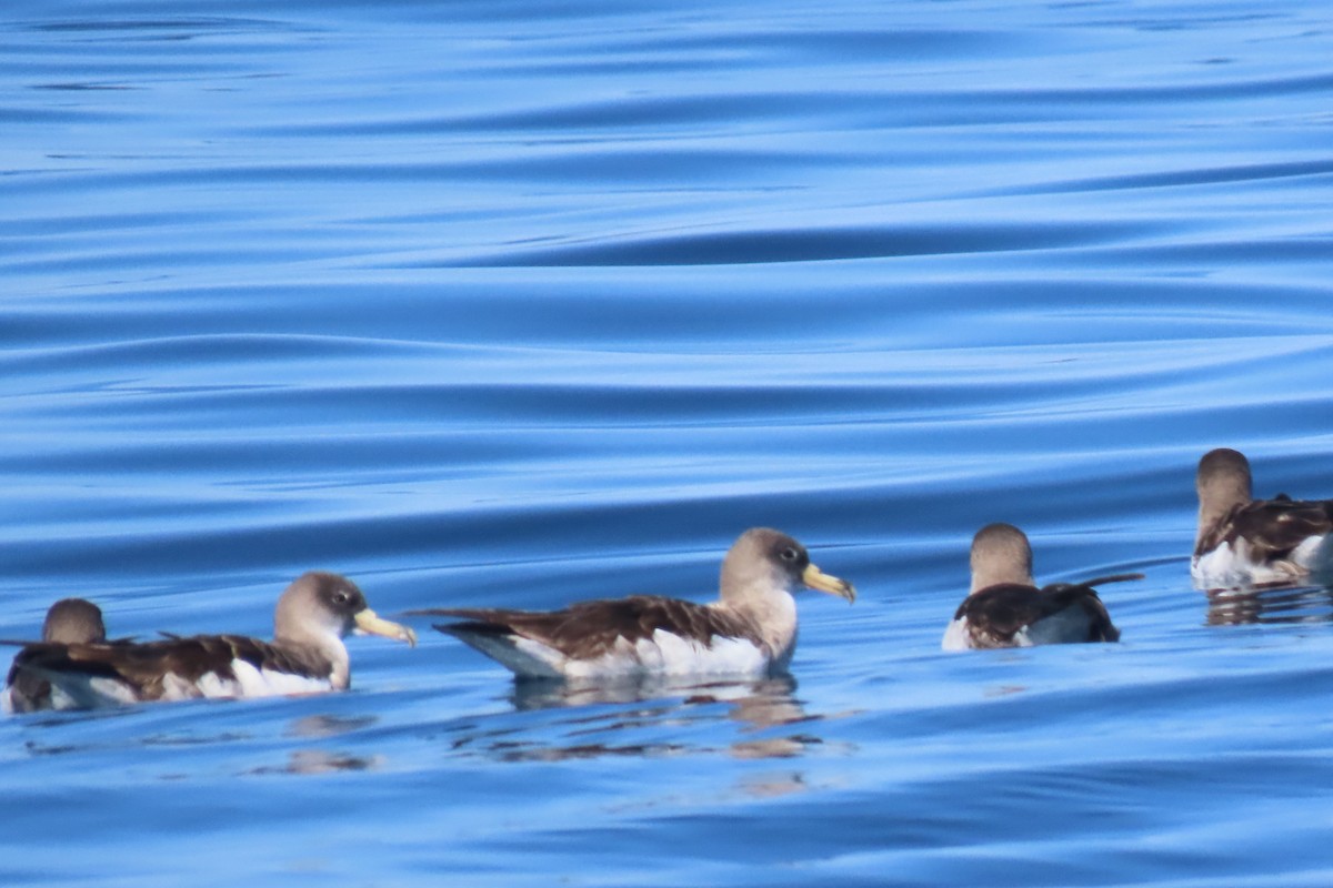 Cory's Shearwater - ML642825463