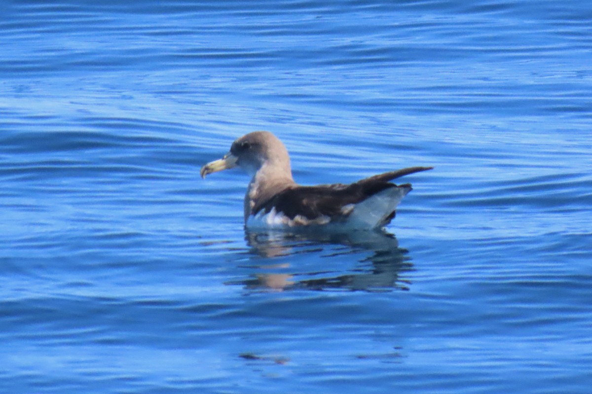 Cory's Shearwater - ML642825464