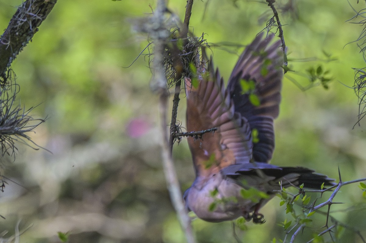 White-tipped Dove - ML642825465