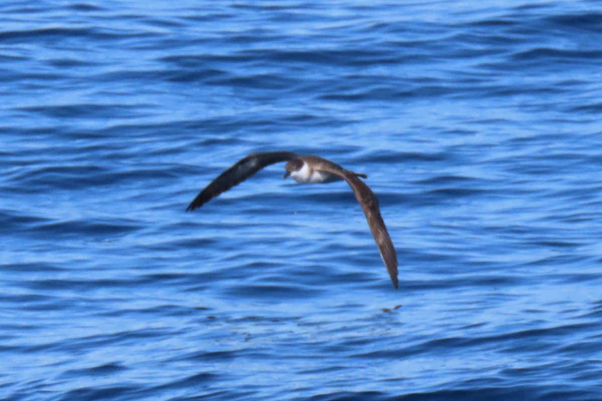 Great Shearwater - ML642825469