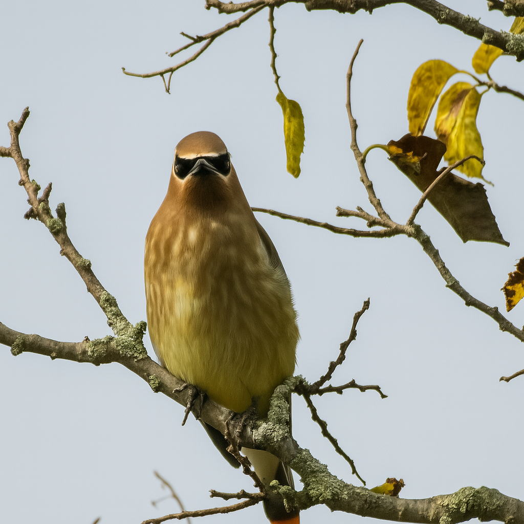 Cedar Waxwing - ML642825471