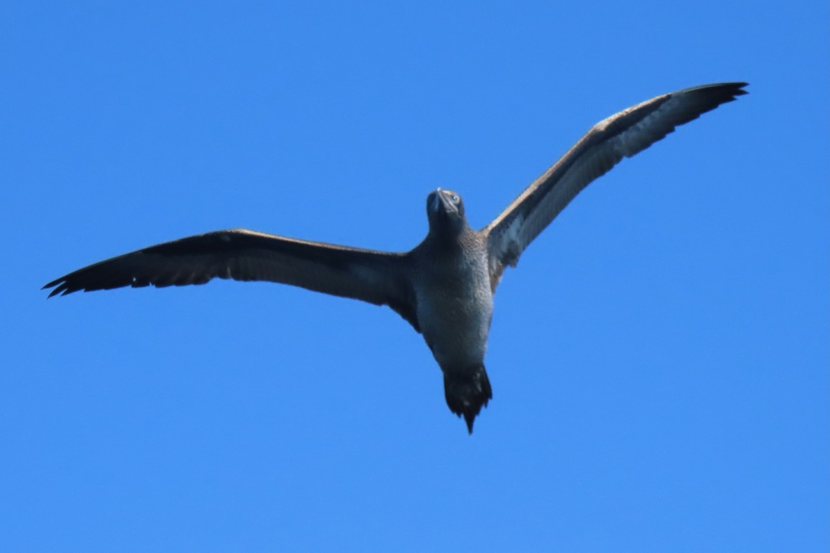 Northern Gannet - ML642825474
