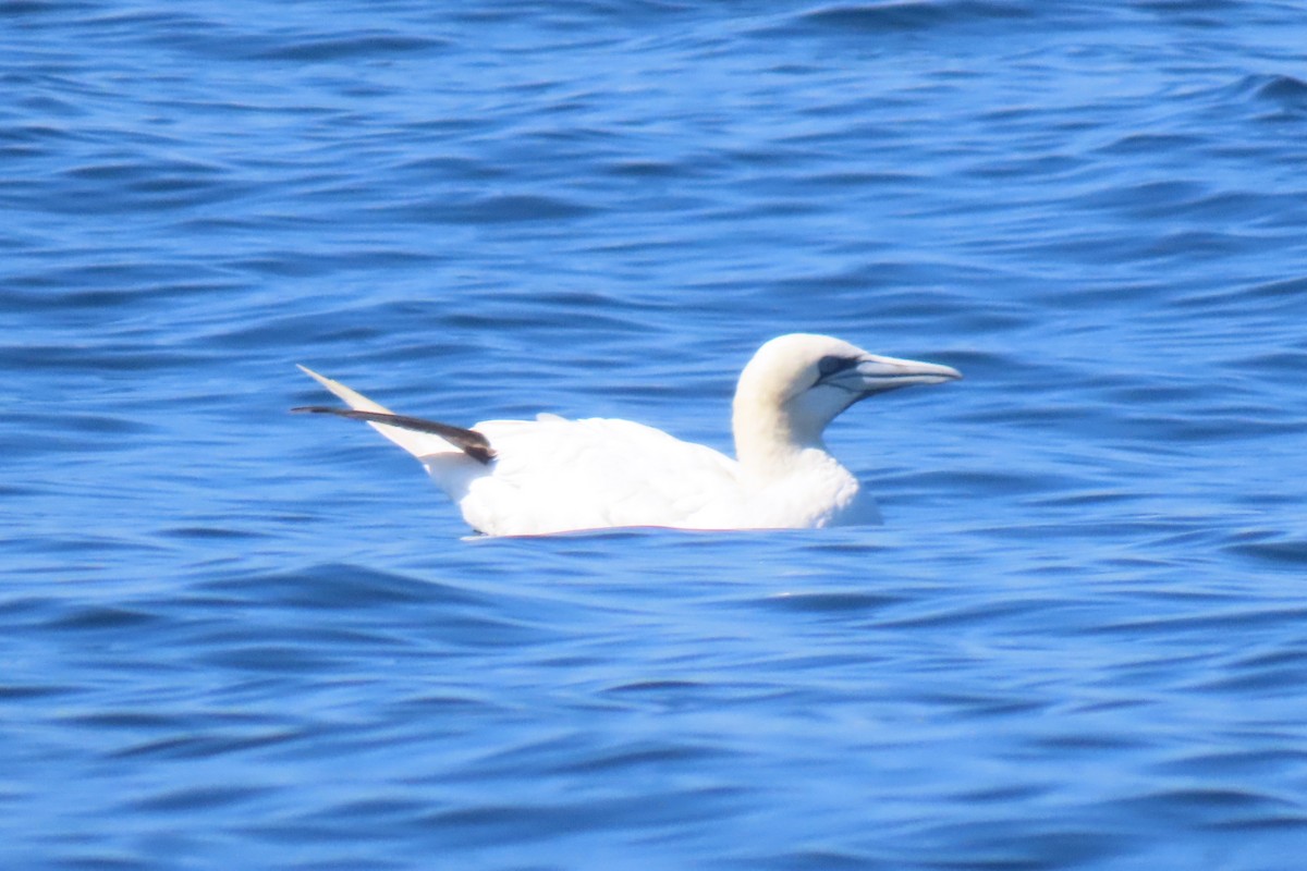 Northern Gannet - ML642825475