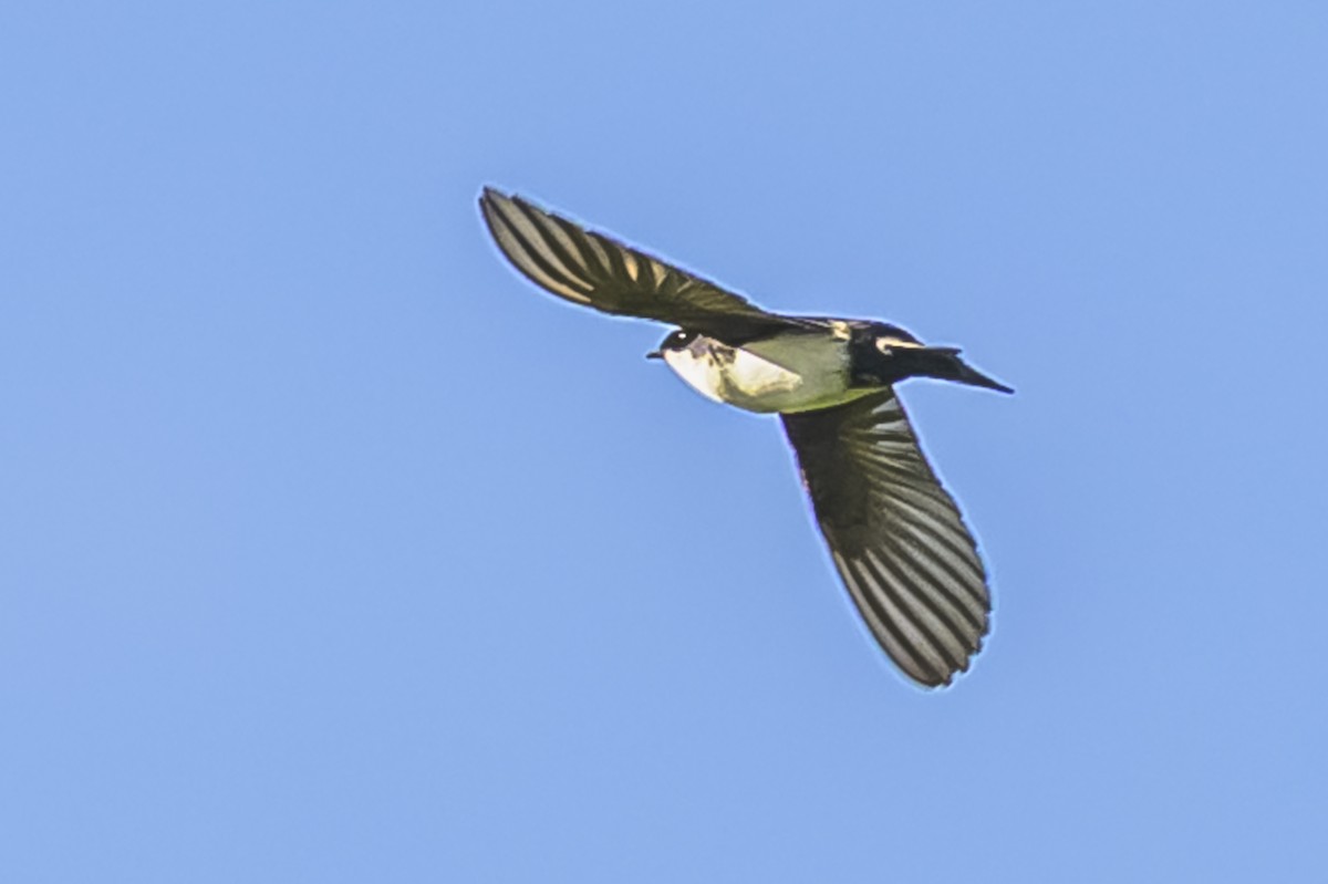 Blue-and-white Swallow - ML642825495