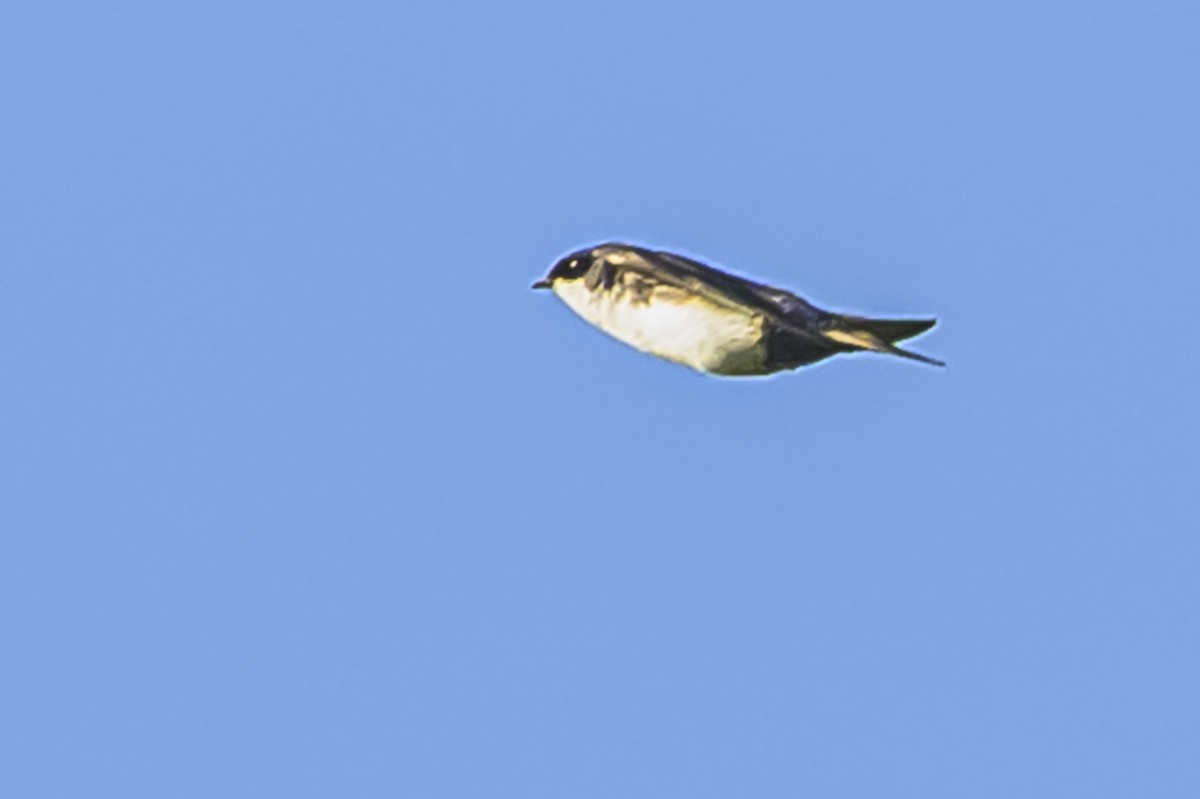 Blue-and-white Swallow - ML642825497