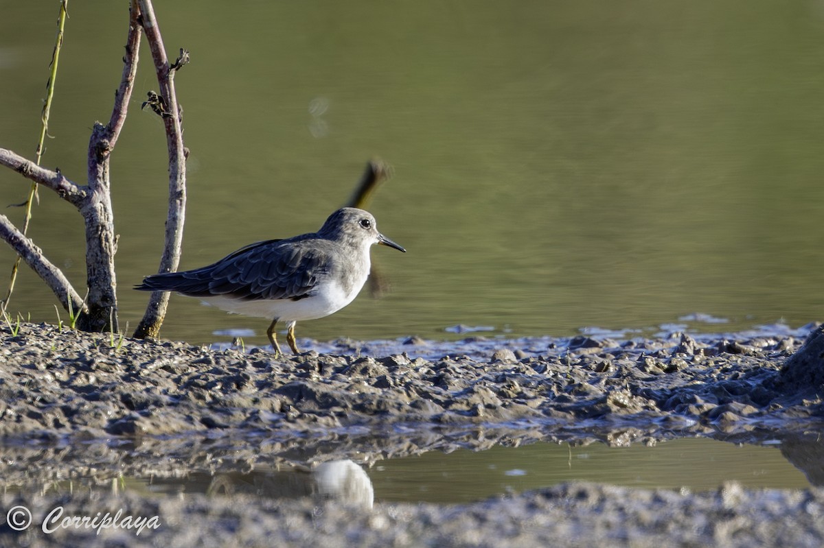 temmincksnipe - ML642825498