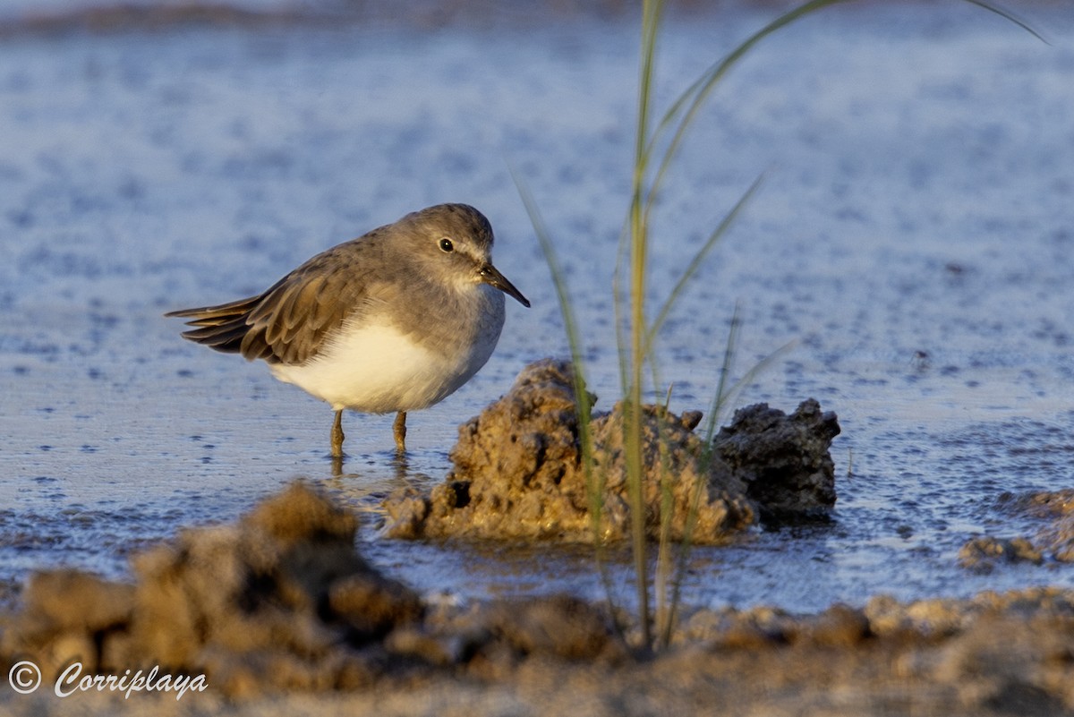 temmincksnipe - ML642825499