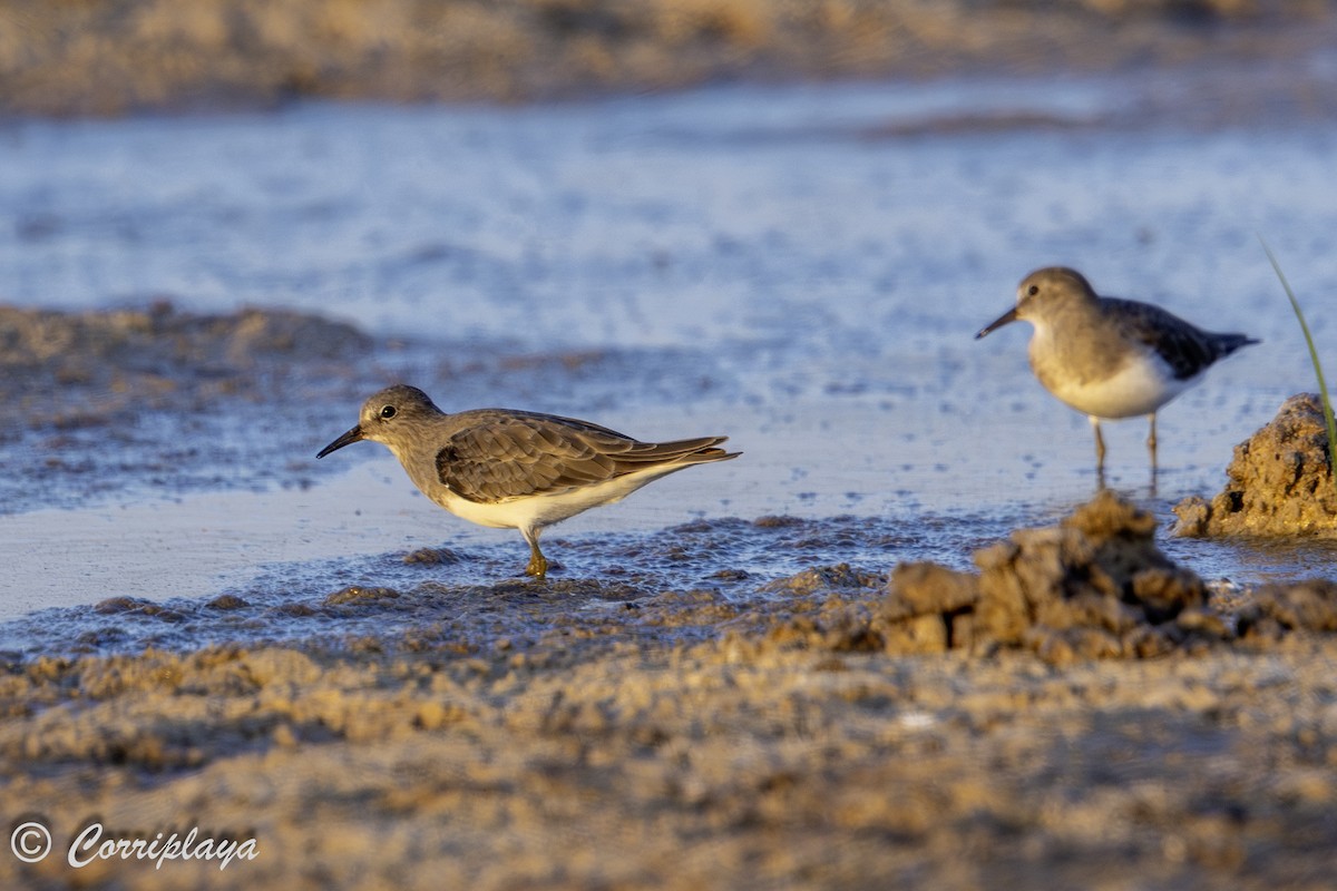 temmincksnipe - ML642825500