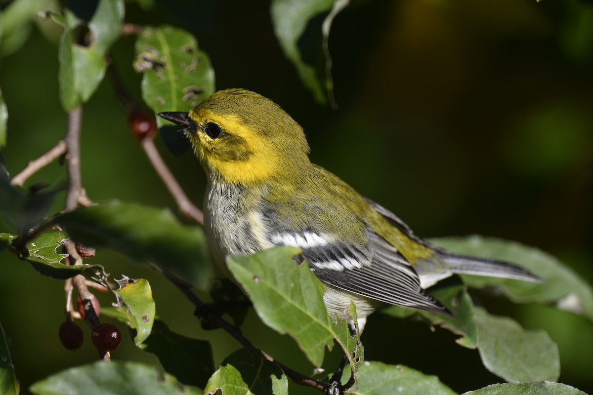 Black-throated Green Warbler - ML642825511