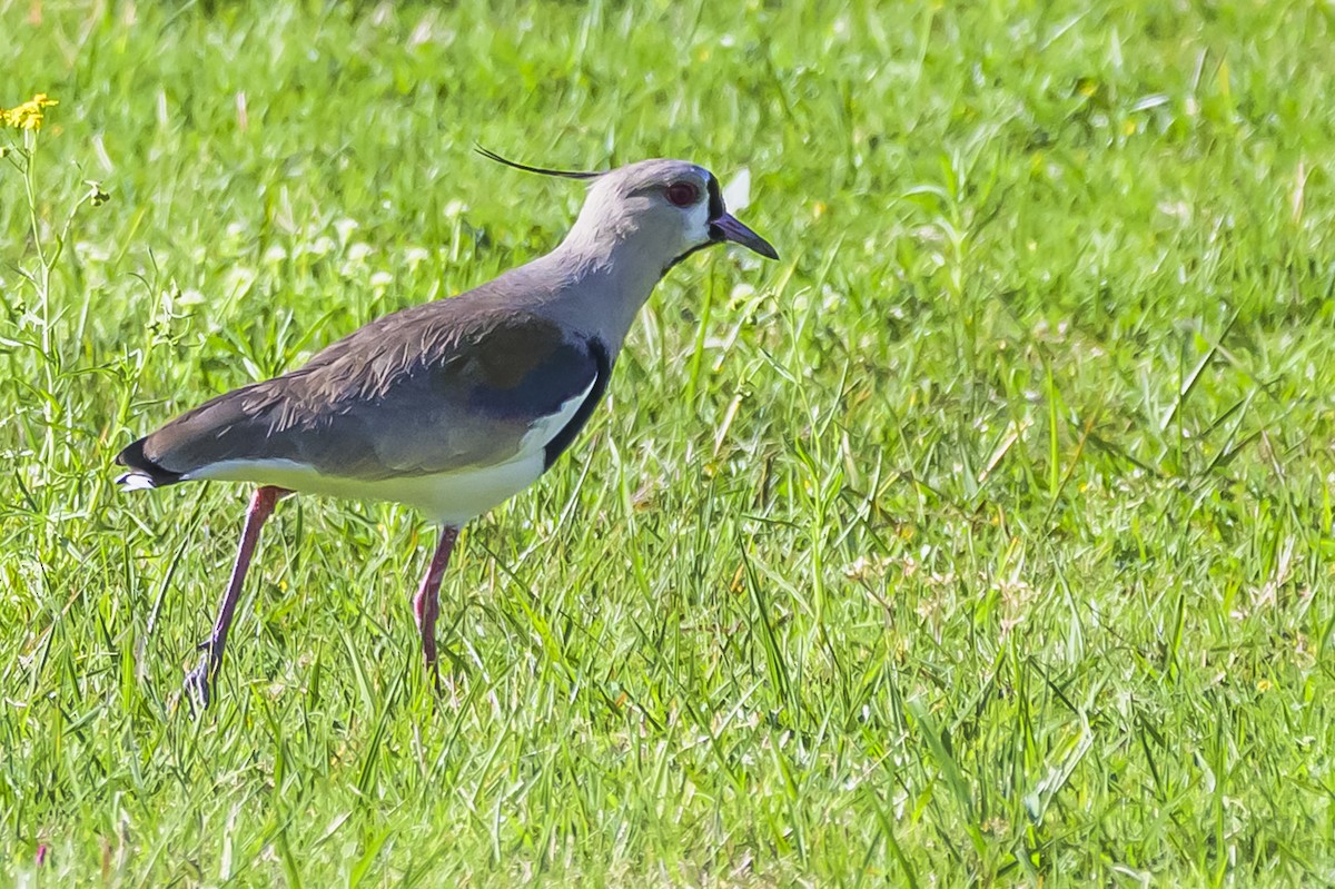 Southern Lapwing - ML642825537