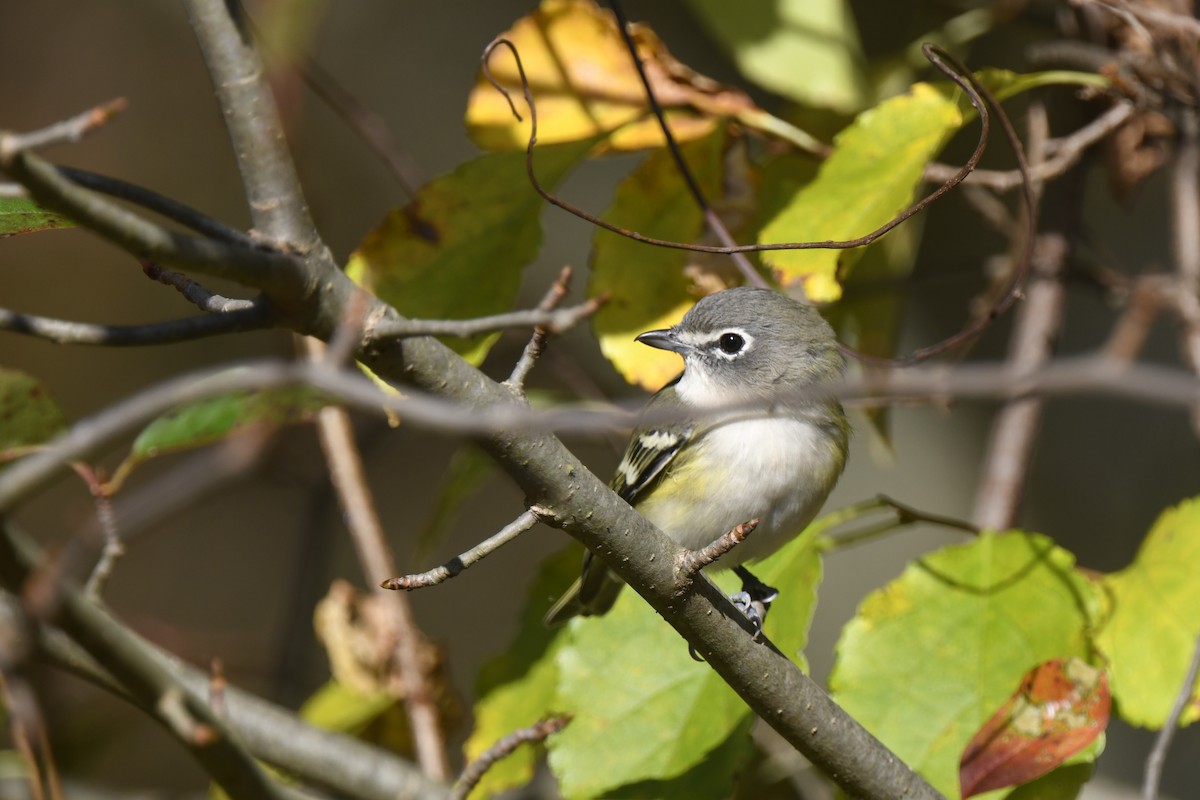 Blue-headed Vireo - ML642825539