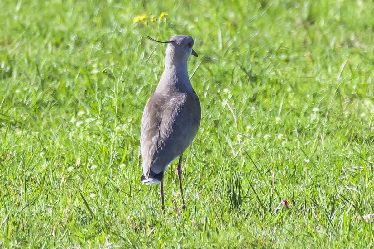 Southern Lapwing - ML642825540
