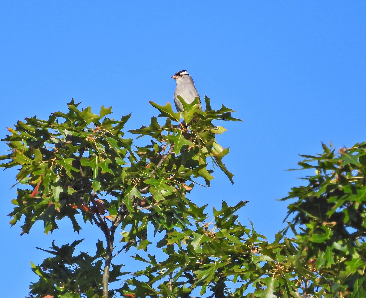 White-crowned Sparrow - ML642825561