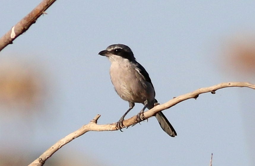 Iberian Gray Shrike - ML642825565