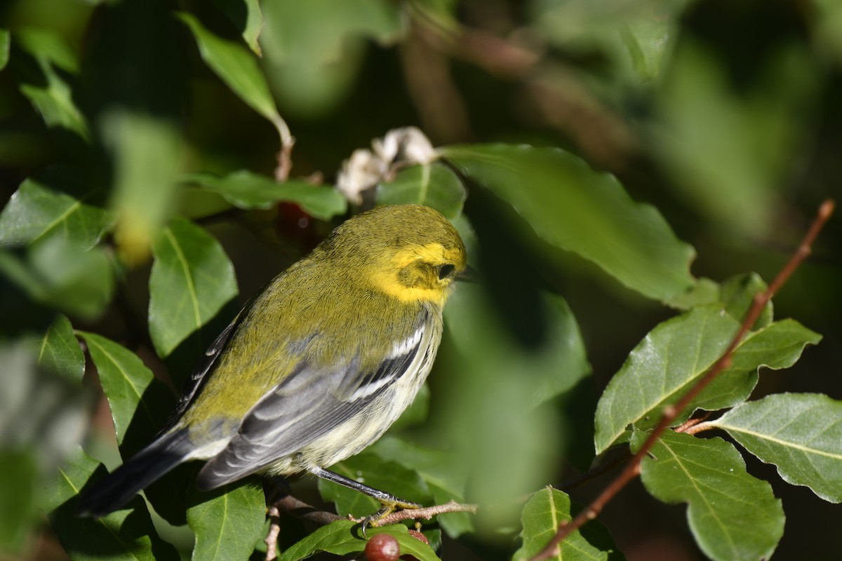 Black-throated Green Warbler - ML642825571