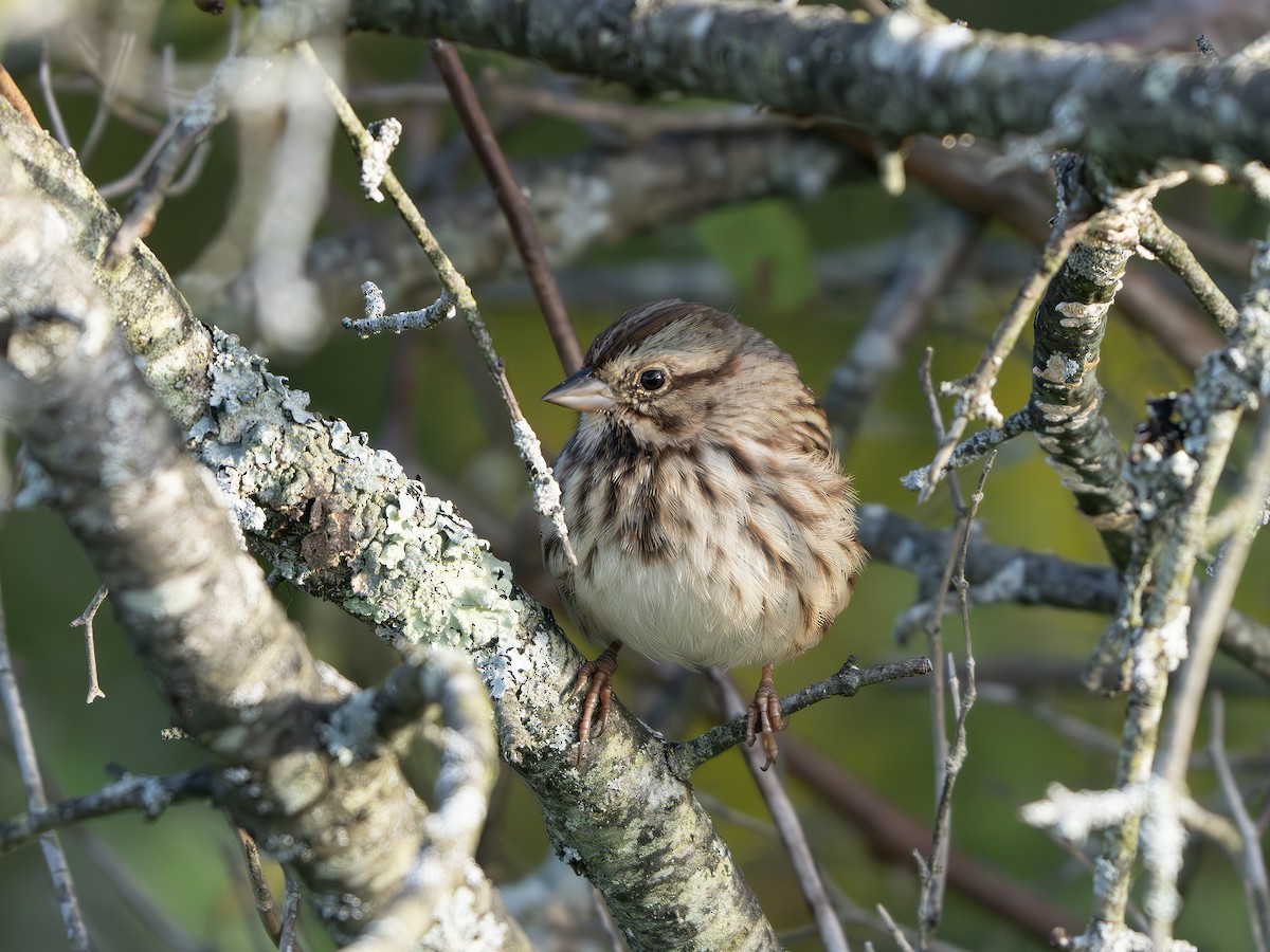 Song Sparrow - ML642825577