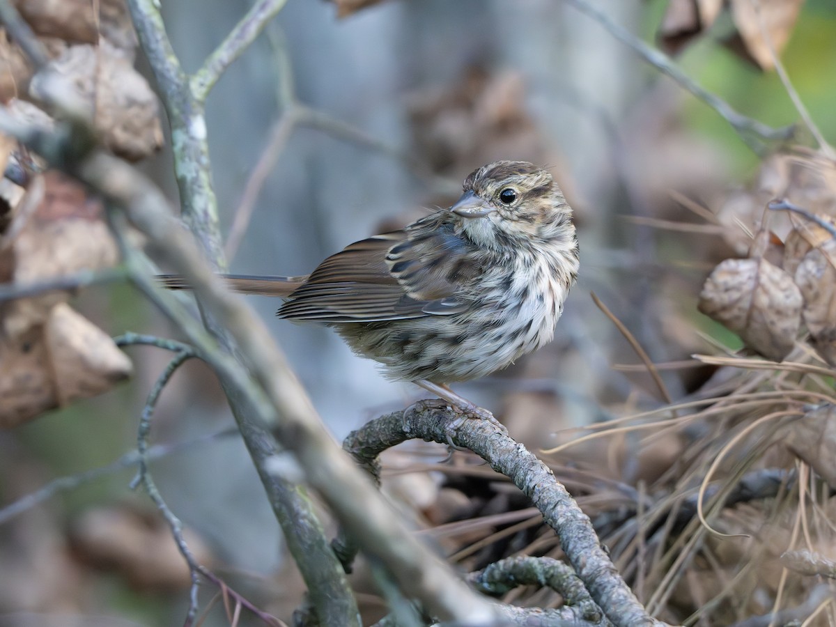 Song Sparrow - ML642825579