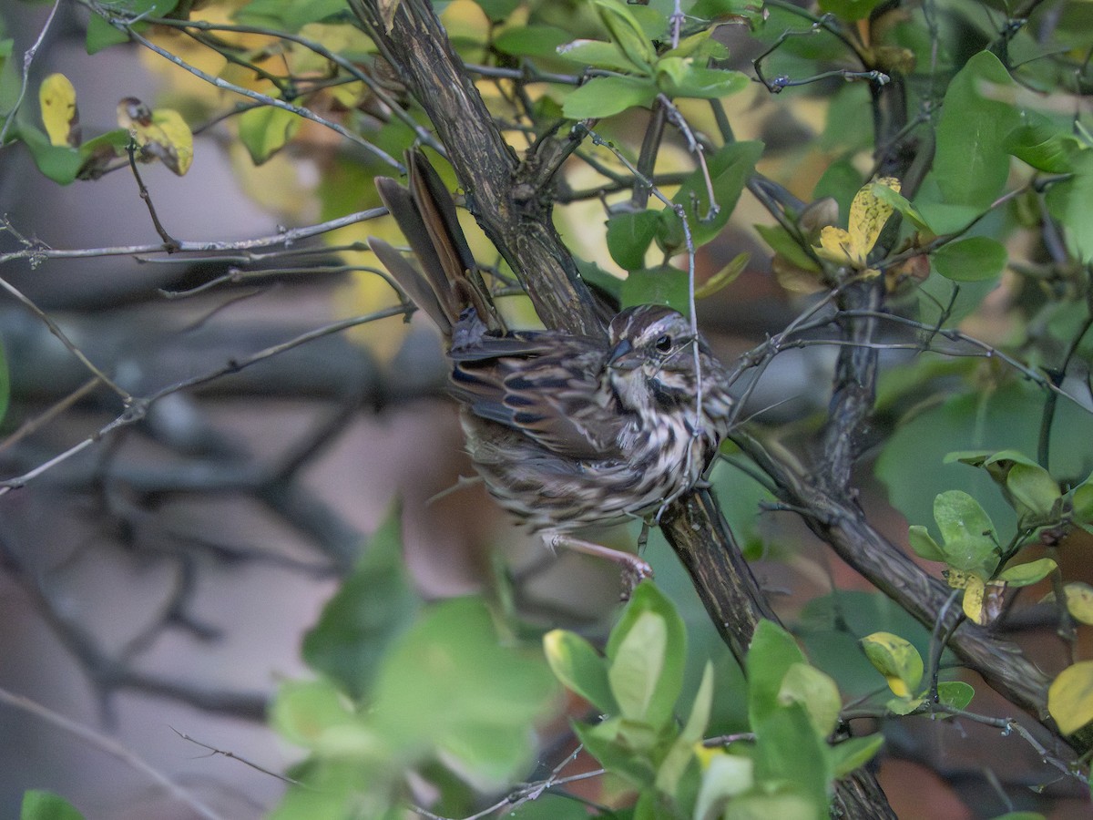 Song Sparrow - ML642825580