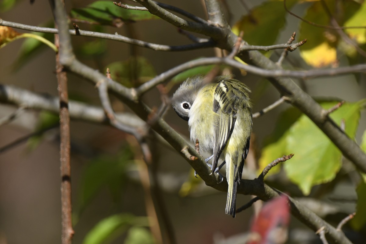 Blue-headed Vireo - ML642825595