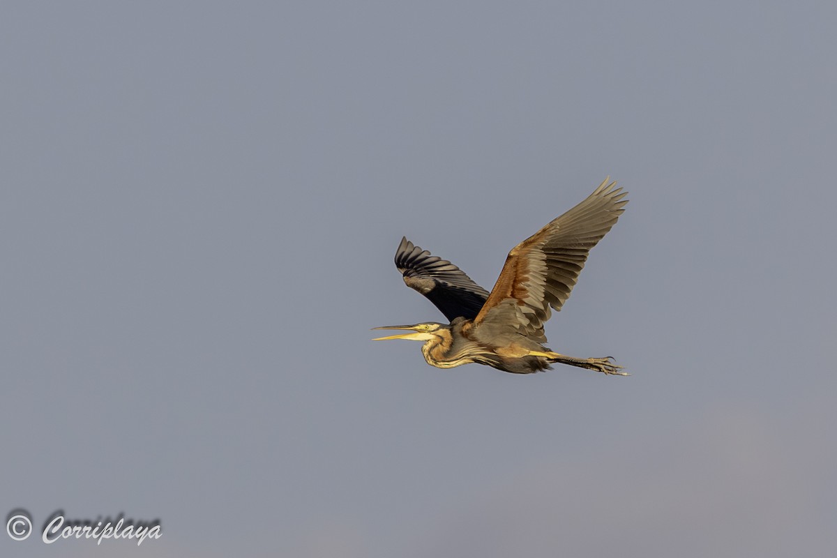 Purple Heron - ML642825596