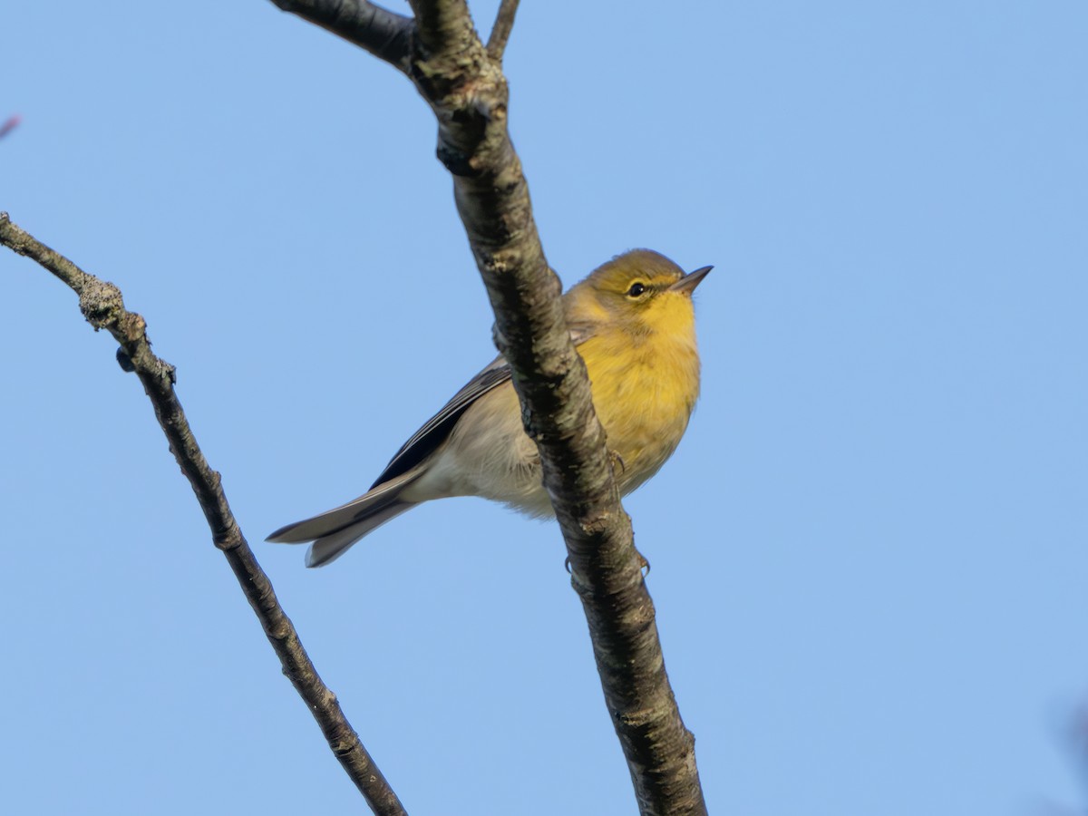 Nashville Warbler - ML642825597