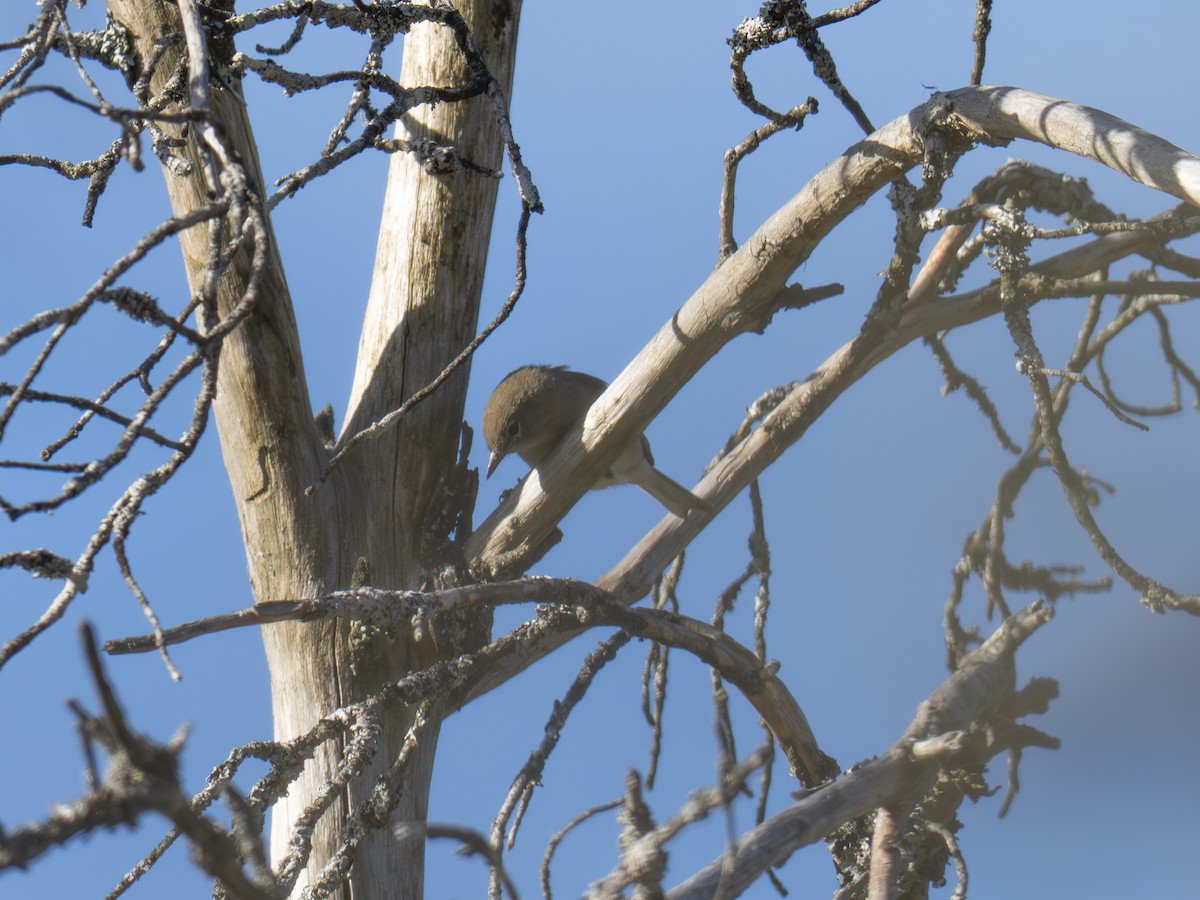 Nashville Warbler - ML642825598