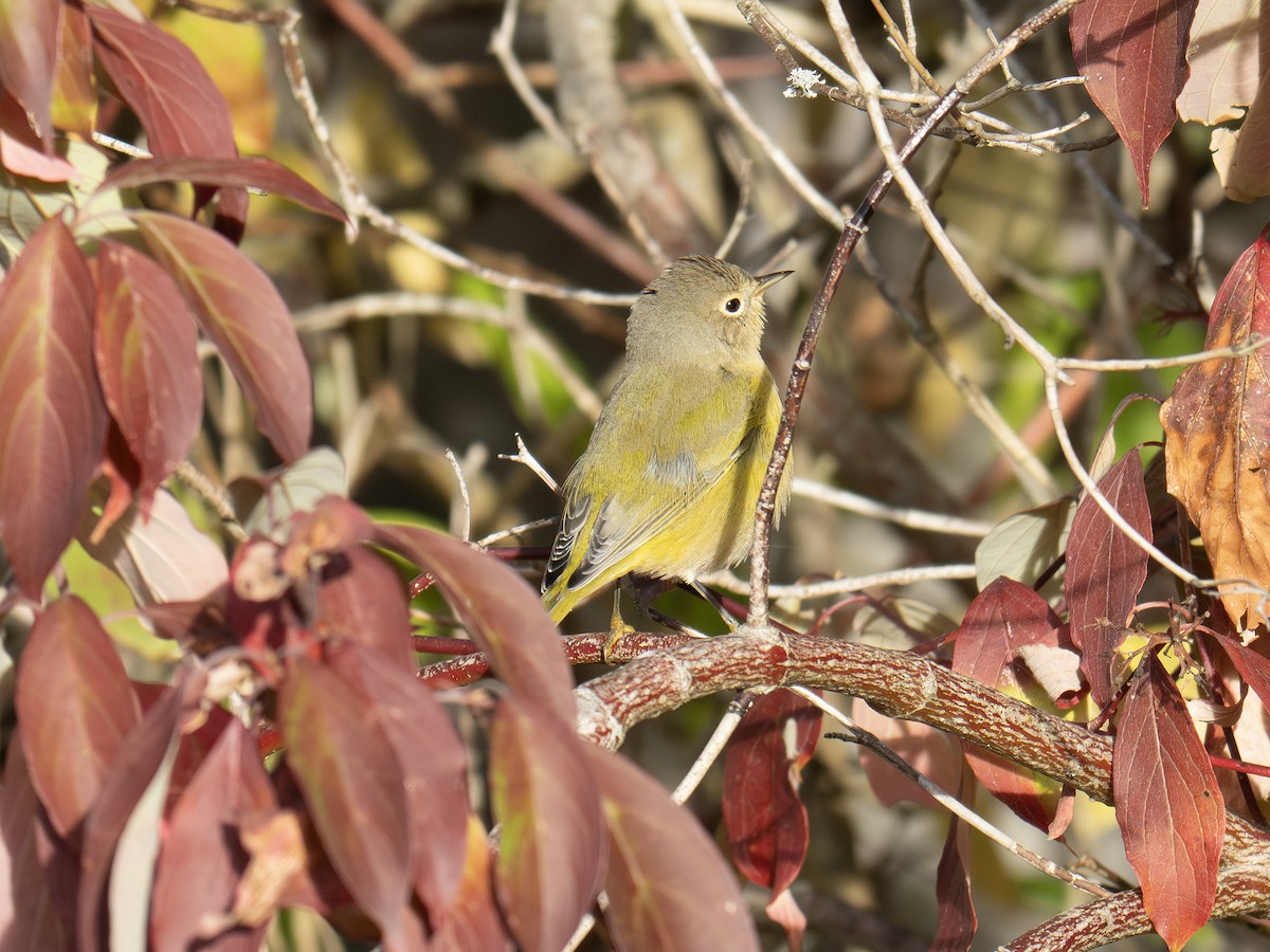 Nashville Warbler - ML642825599