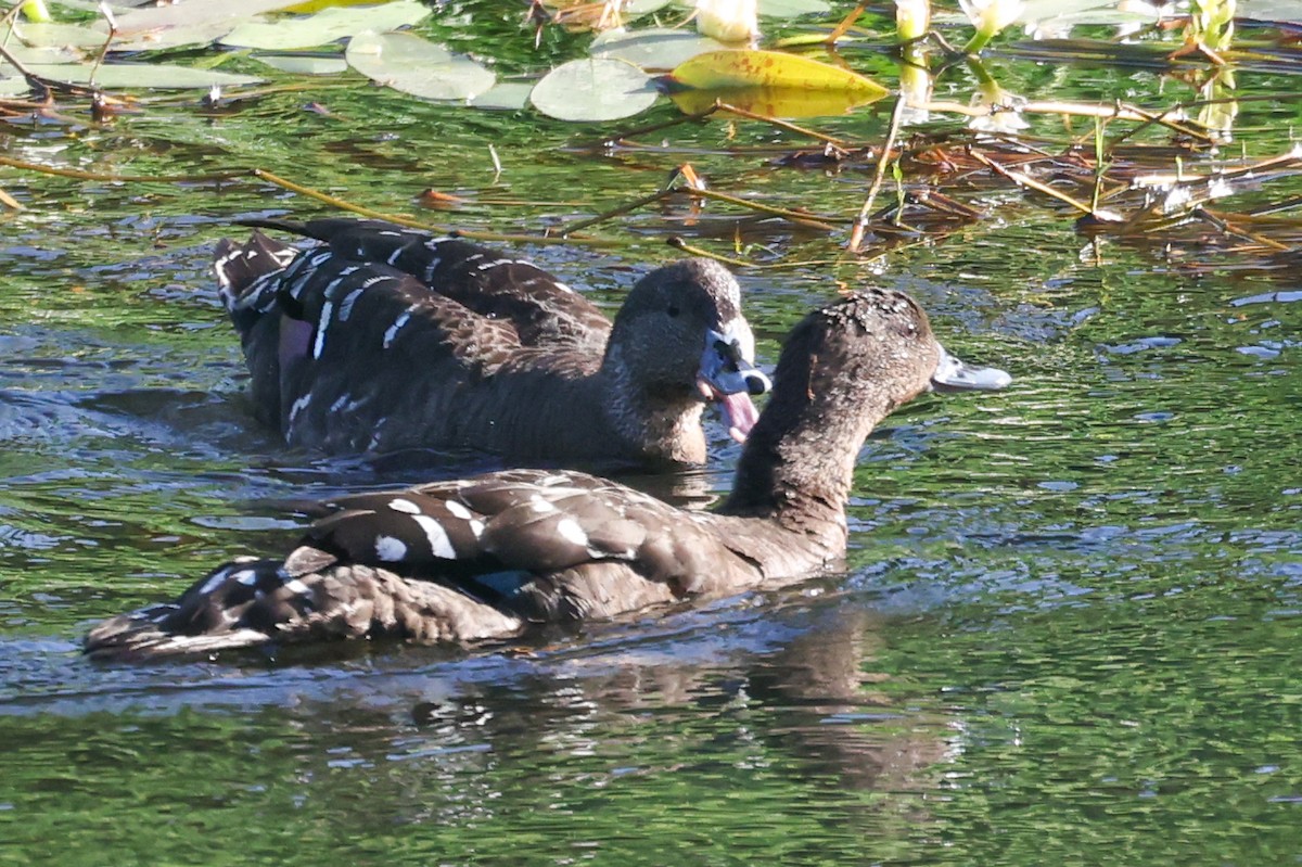 African Black Duck - ML642825600