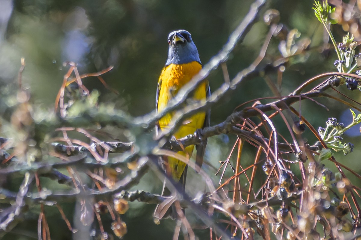 Blue-and-yellow Tanager - ML642825601