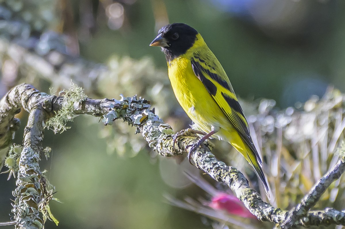 Hooded Siskin - ML642825603