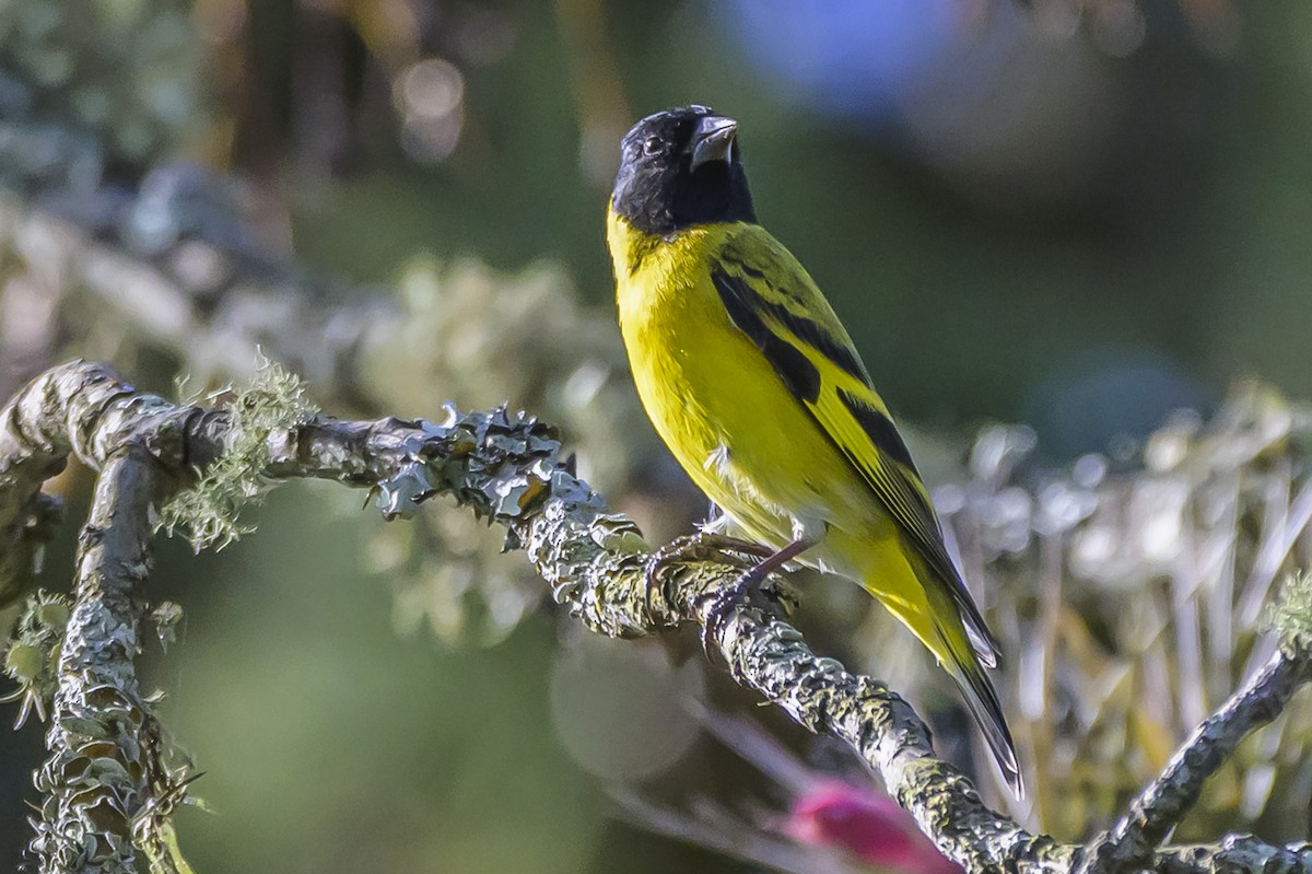 Hooded Siskin - ML642825607