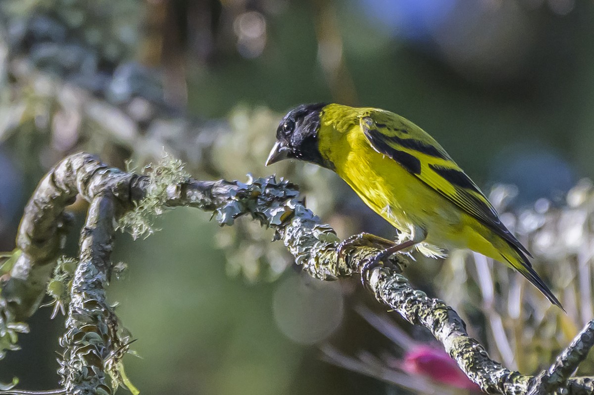 Hooded Siskin - ML642825608