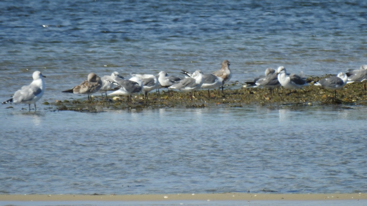 Laughing Gull - ML642825610