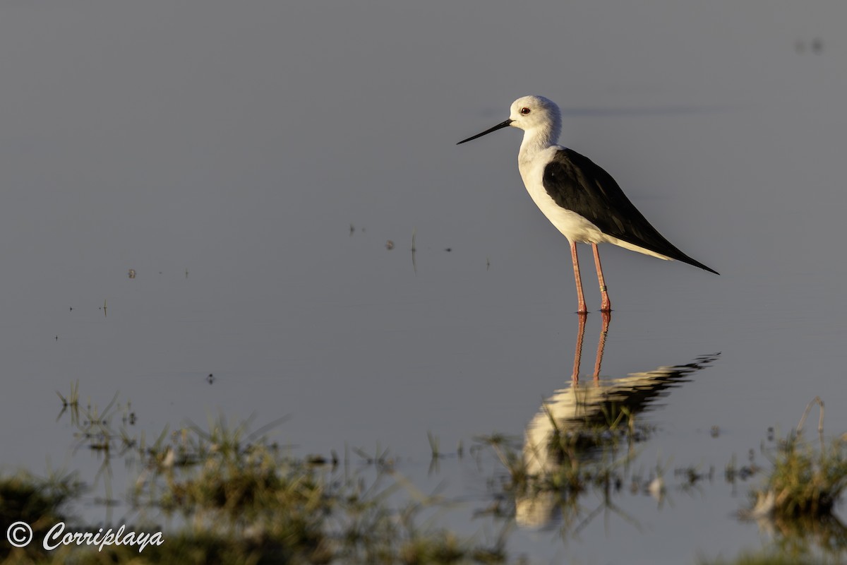 Black-winged Stilt - ML642825611