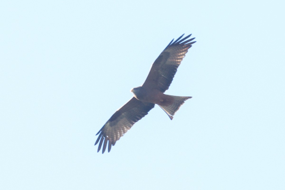 Black Kite (Yellow-billed) - ML642825614