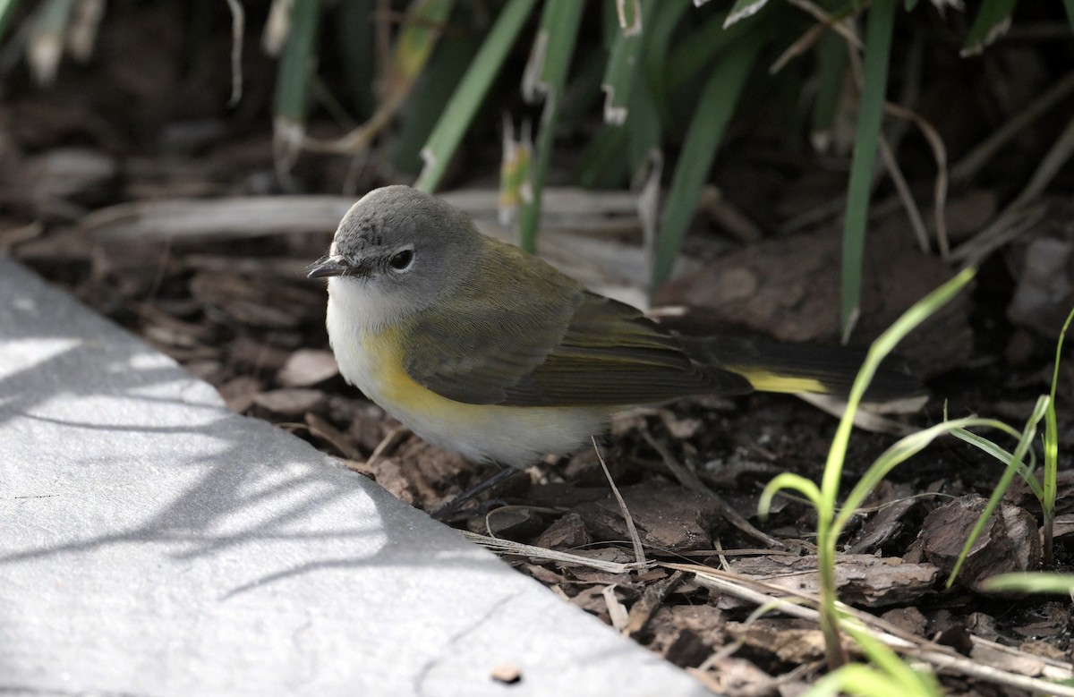 American Redstart - ML642825616