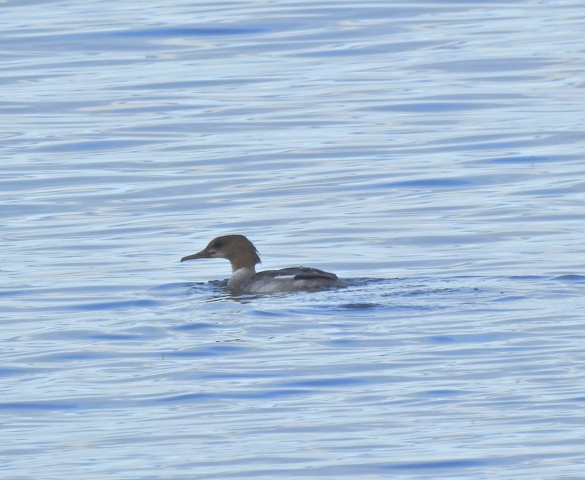 Common Merganser - ML642825617